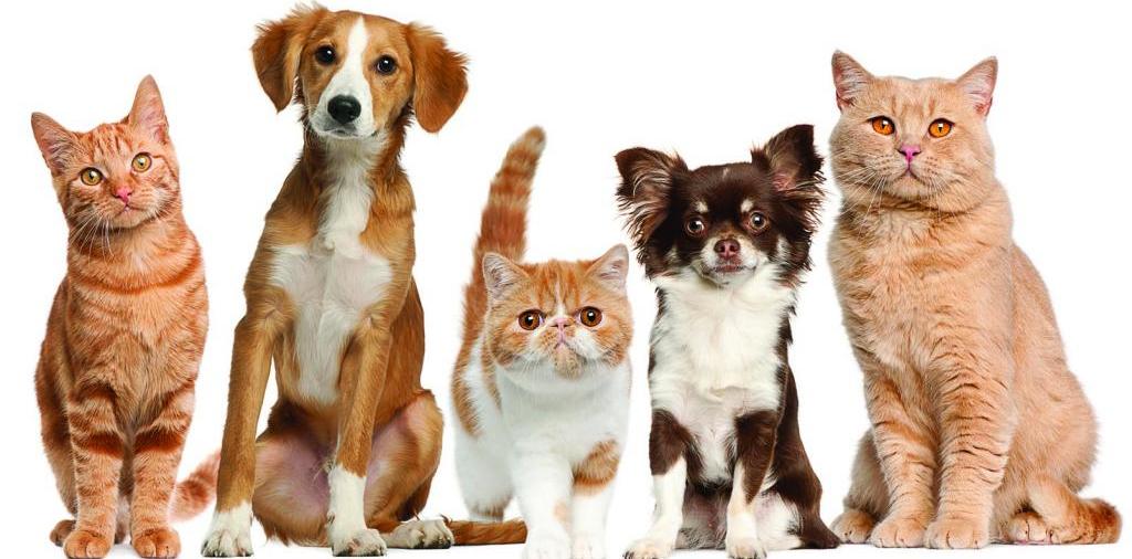 Доска объявлений о животных | ЗооТом - продажа, вязка и услуги для животных в Бокситогорске