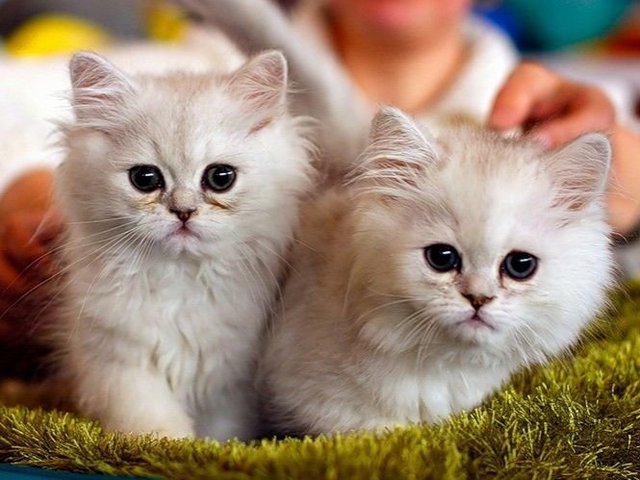 Породы кошек в Бокситогорске | ЗооТом портал о животных