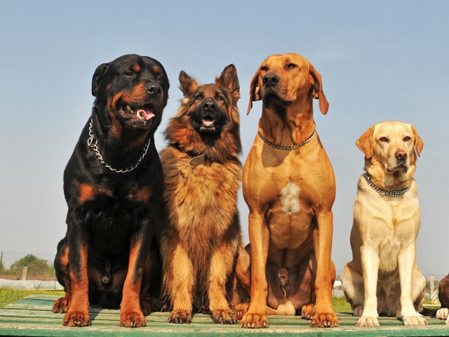 Крупные породы собак в Бокситогорске | ЗооТом портал о животных